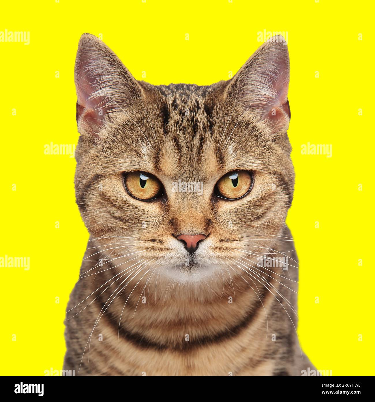 portrait d'un joli chat tabby assis et regardant vers l'avant devant un fond jaune Banque D'Images