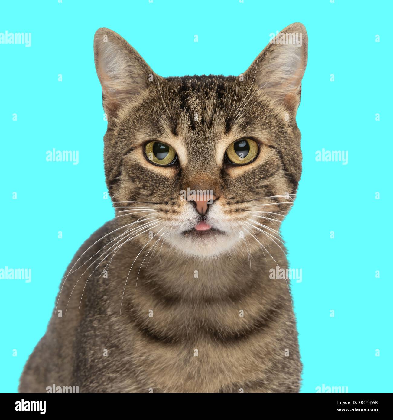 portrait de chat tabby doux collant hors de la langue et regardant vers l'avant en face de fond bleu Banque D'Images