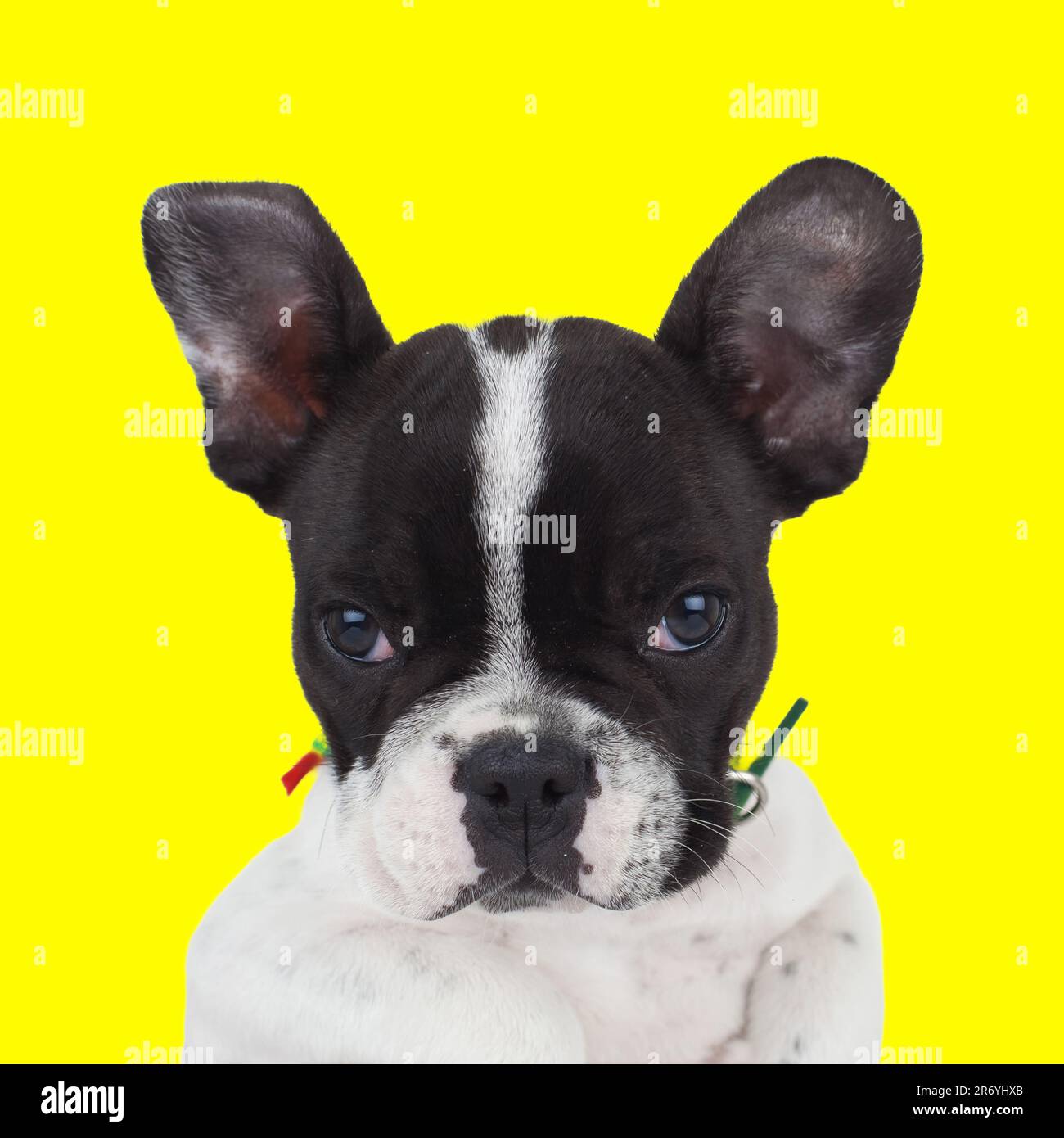 portrait d'un petit chien de taureau français en regardant vers l'avant et assis devant un fond jaune Banque D'Images