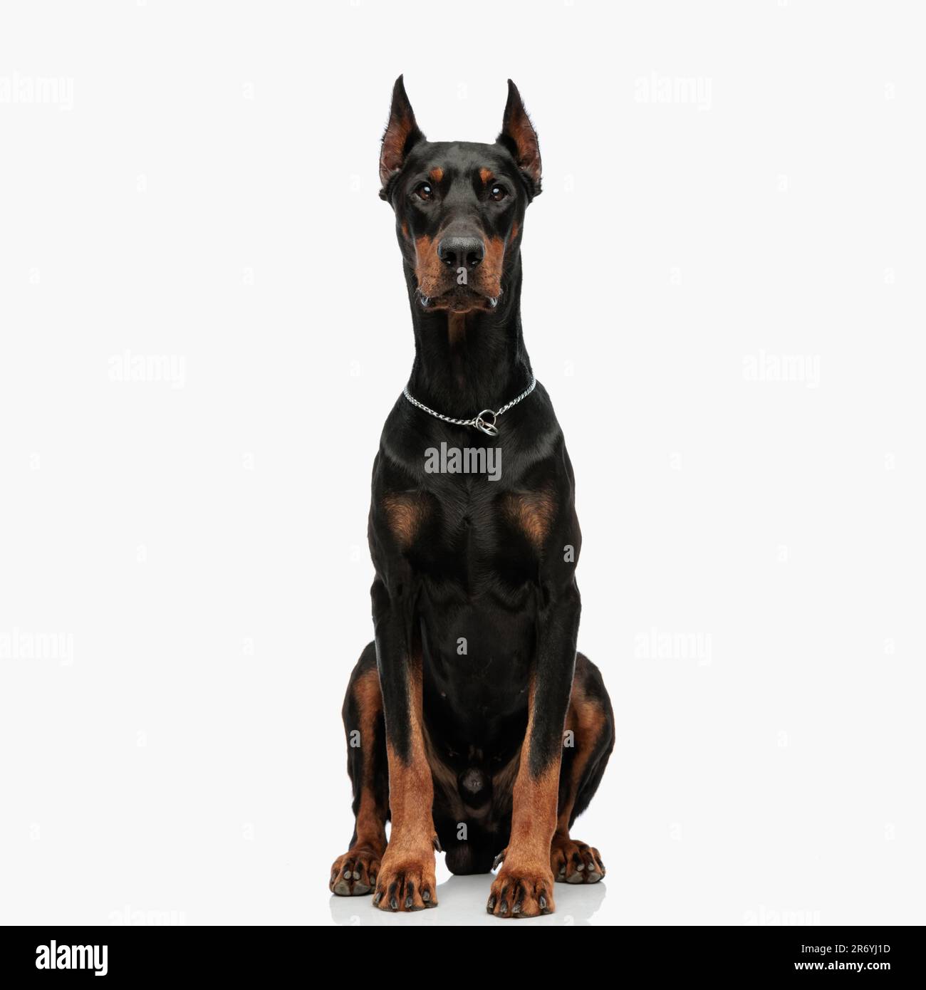 portrait du magnifique chien dobermann avec col assis et regardant vers l'avant en face d'un fond gris clair Banque D'Images