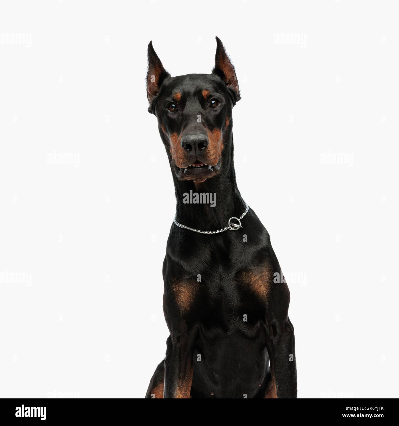 portrait d'un joli chien dobermann avec col argenté, en regardant vers l'avant et assis devant un fond gris clair Banque D'Images