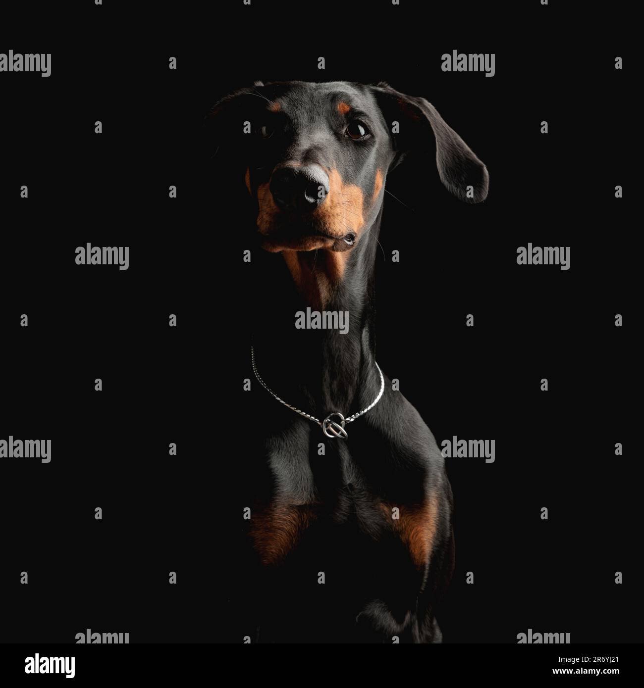 portrait d'un magnifique chien dobermann avec col argenté regardant vers l'avant et assis devant un arrière-plan noir Banque D'Images