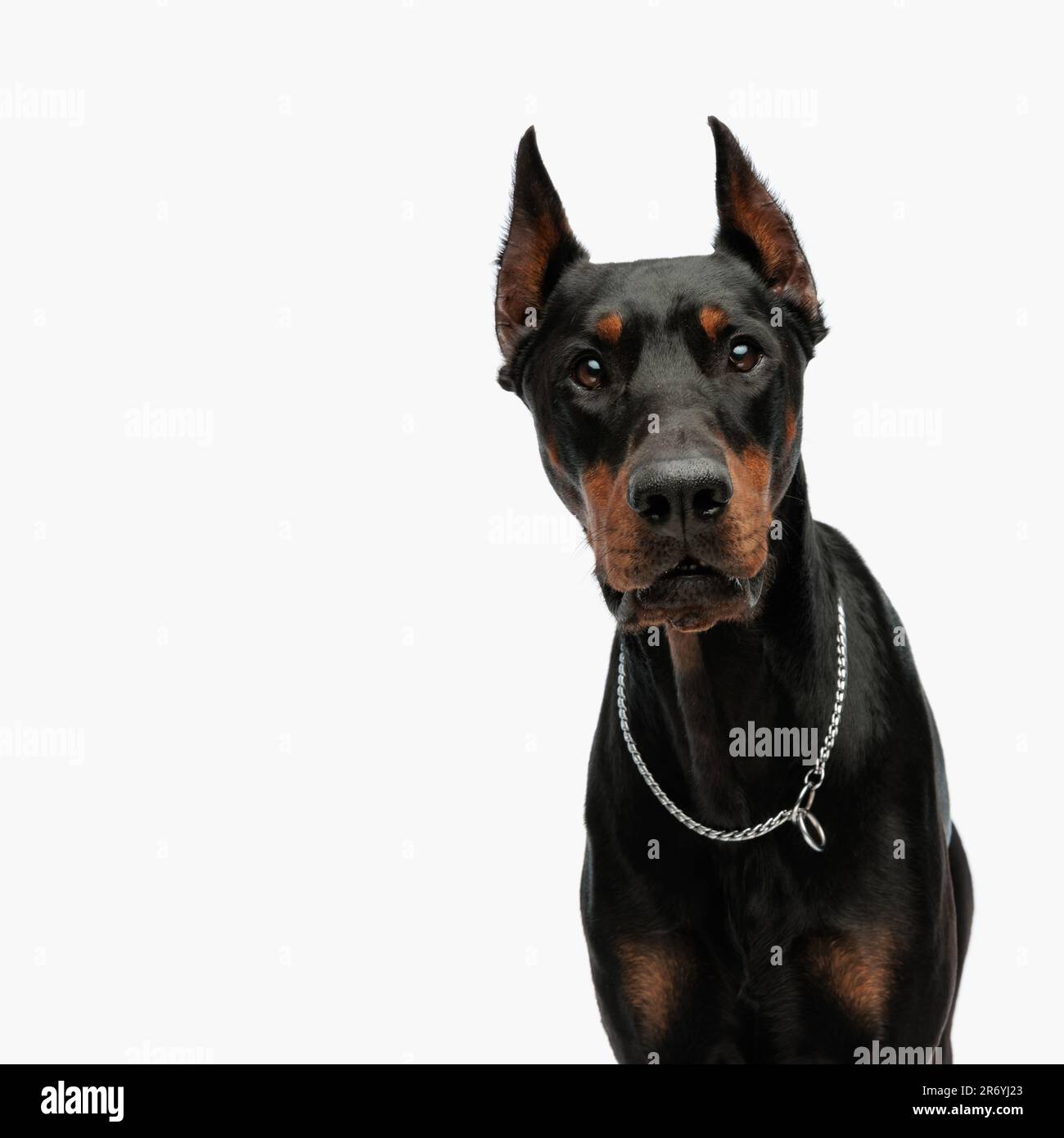 portrait d'un adorable chien dobermann avec col argenté, en regardant vers l'avant et assis devant un fond gris clair en studio Banque D'Images
