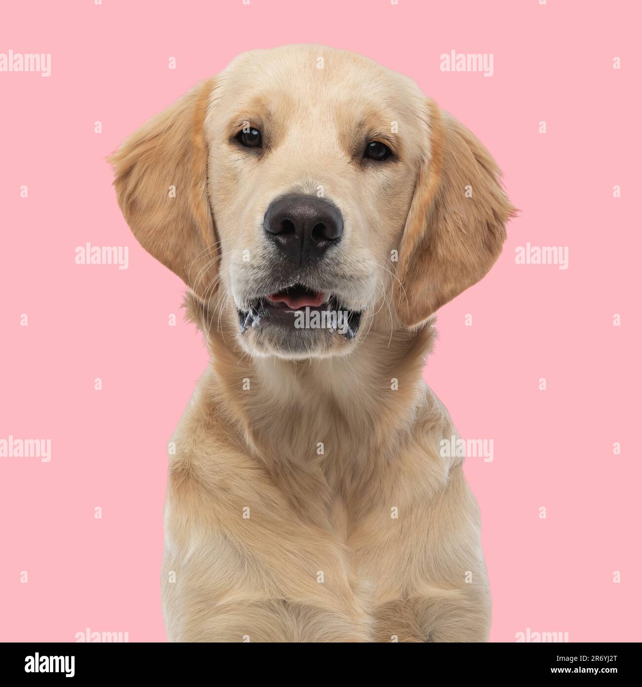 portrait d'un magnifique chiot golden retriever en regardant vers l'avant et en étant heureux devant le fond rose en studio Banque D'Images