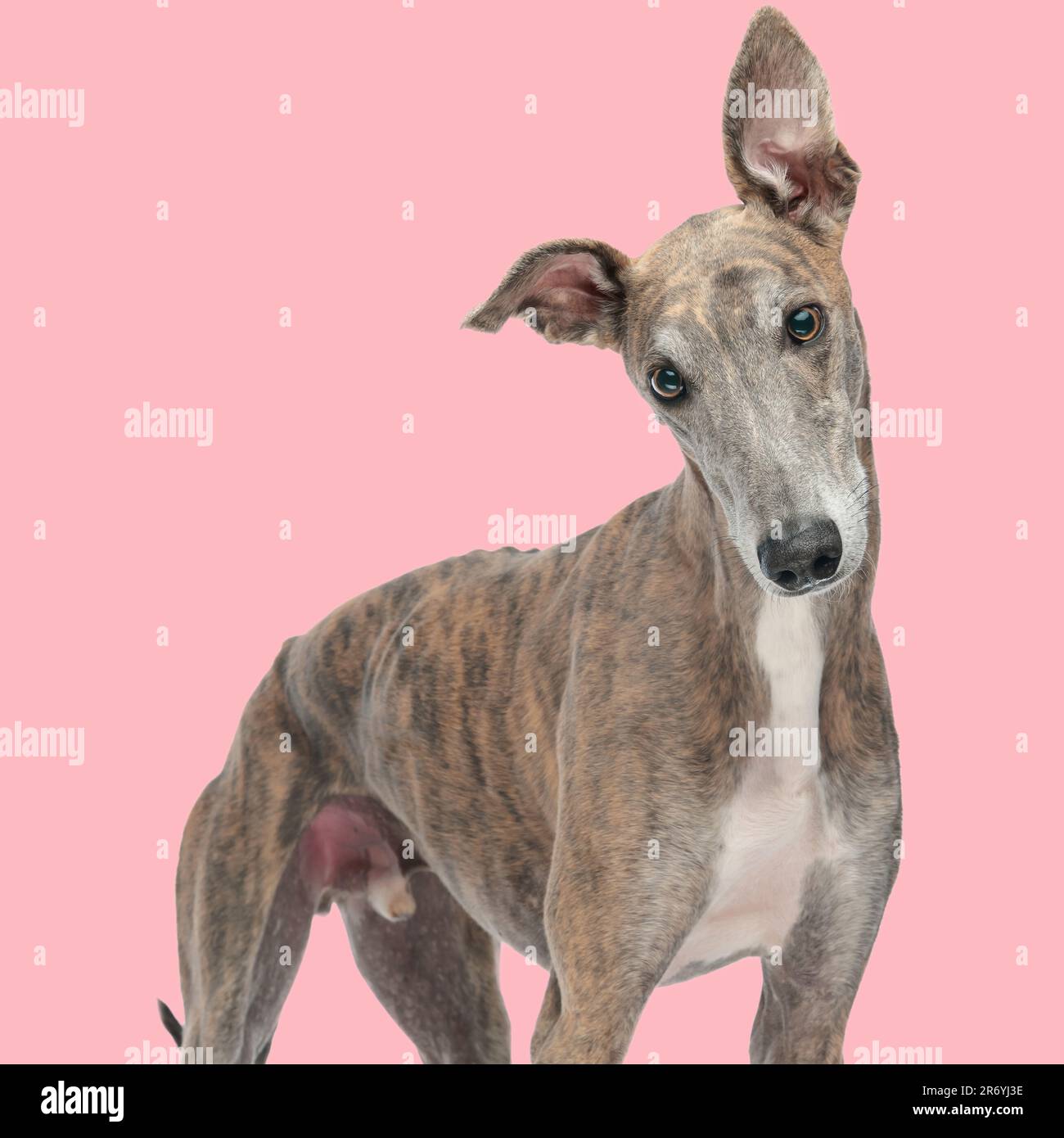 portrait d'un curieux chiot greyhound debout et regardant vers l'avant devant un fond rose en studio Banque D'Images