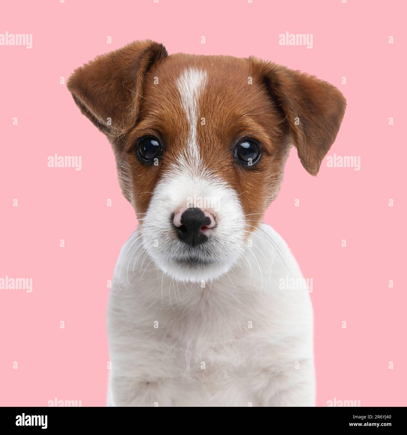 portrait du joli petit chien de terrier russell, regardant vers l'avant et assis devant un fond rose Banque D'Images