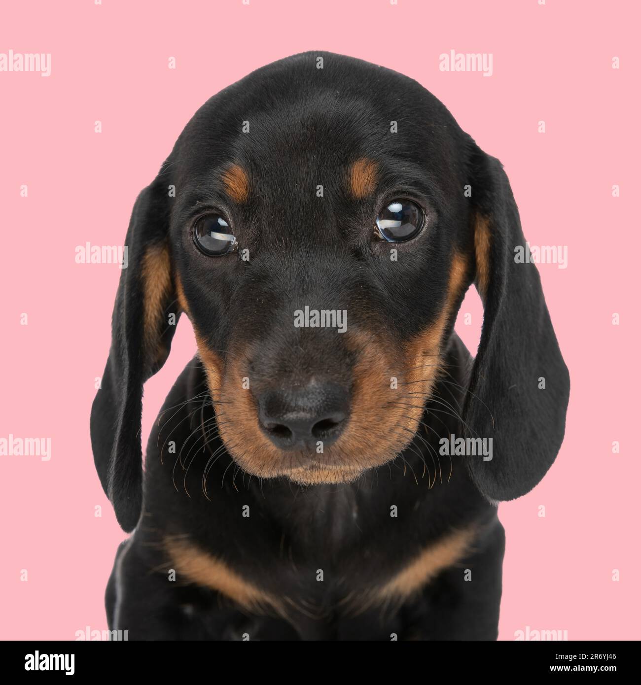 portrait de l'adorable teckel dachshund chiot étant timide et regardant vers l'avant en face de fond rose Banque D'Images