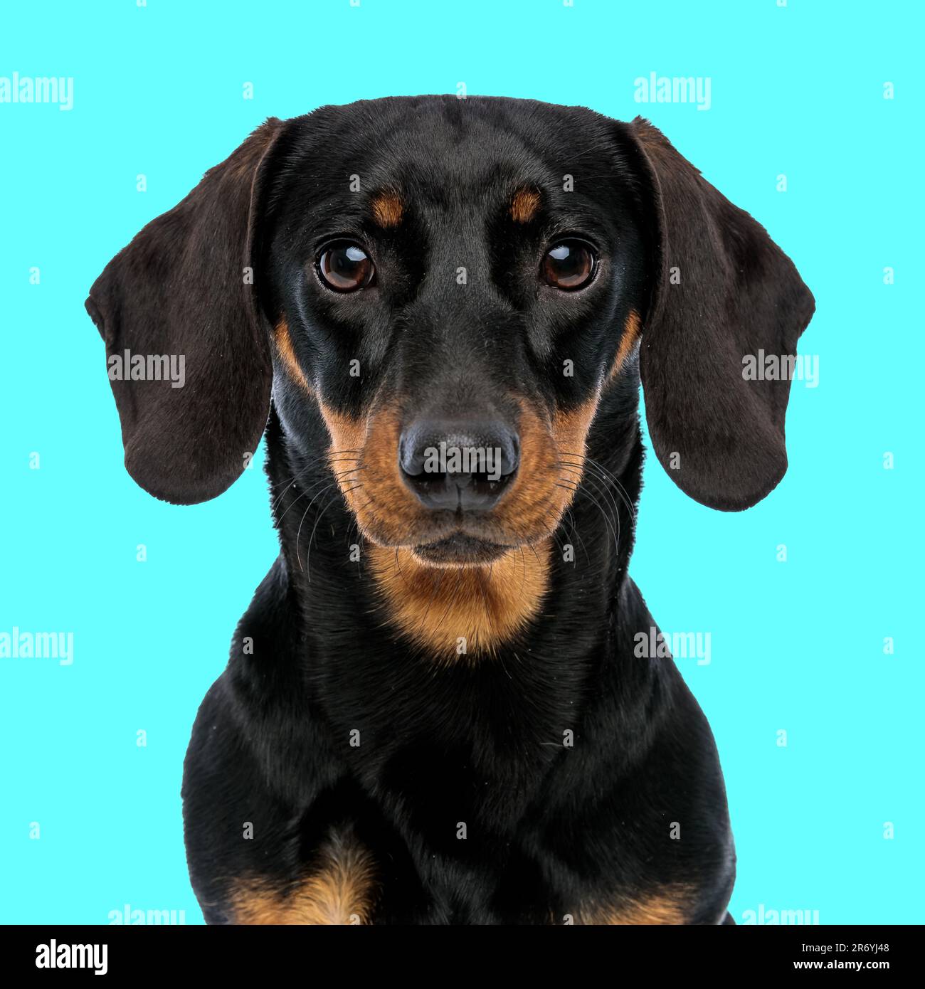 portrait d'un chien de teckel mignon regardant vers l'avant et assis devant un fond bleu Banque D'Images
