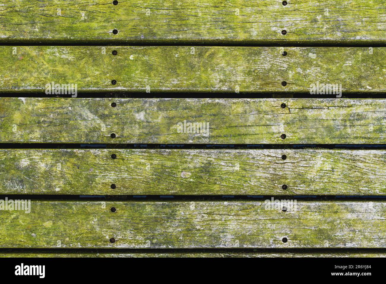 Moule vert couvrant les planchers de bois franc dans le parc de Halmstad, Suède. Vue de dessus. Banque D'Images