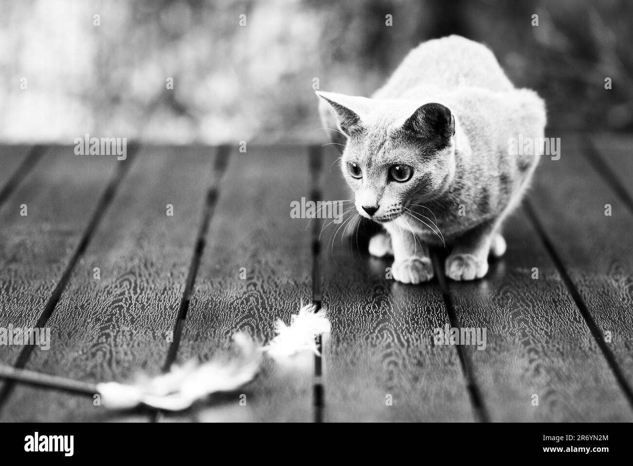 Mignon chat bleu assis et reposant sur la table dans le jardin Banque D'Images