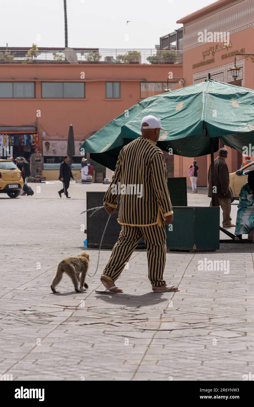 Macaques barbery captives utilisées comme accessoires touristiques à Marrakech Banque D'Images