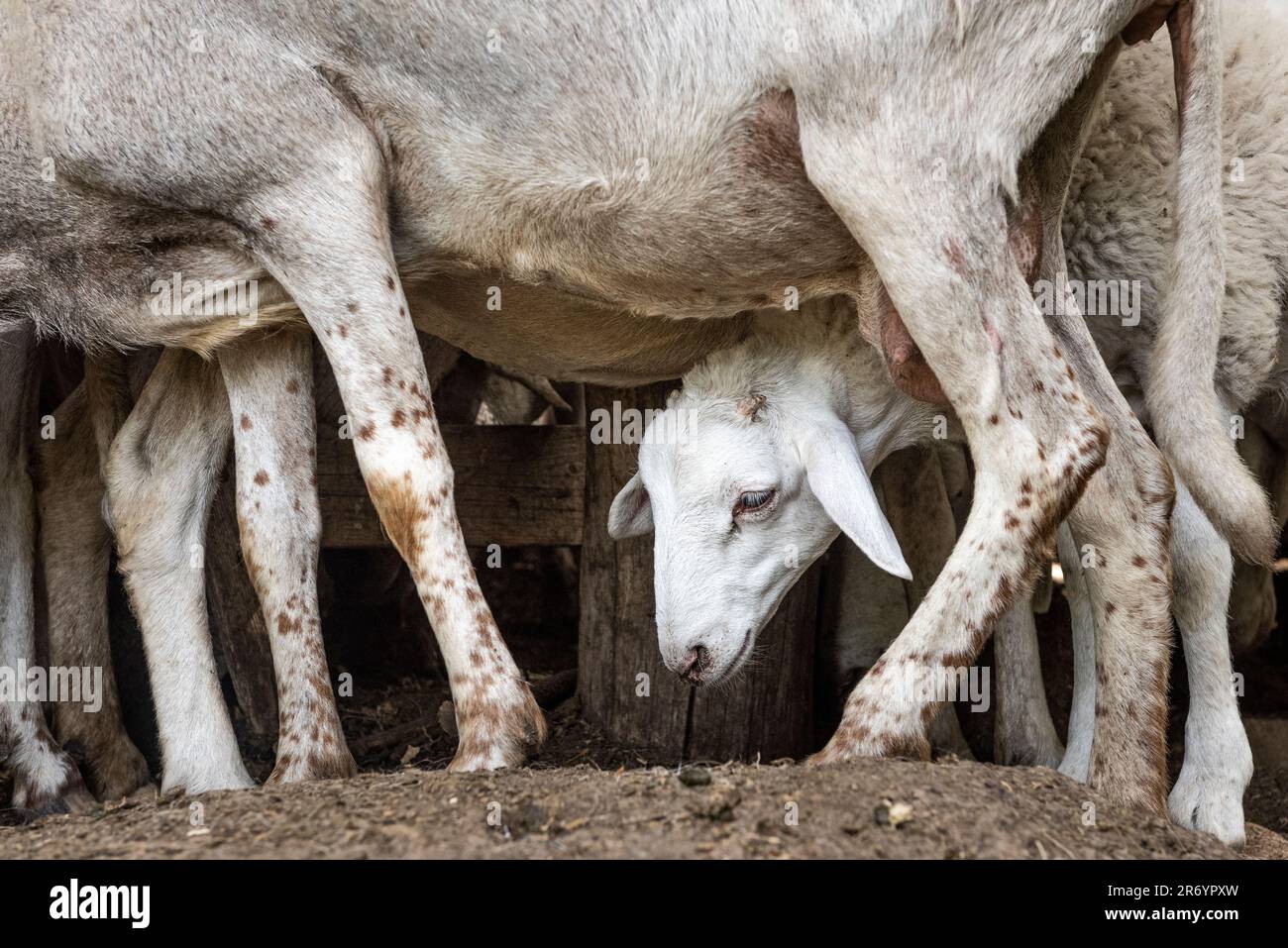 Un troupeau de moutons de traite en Sicile, en Italie. Le lait de brebis est utilisé pour faire de la ricotta Banque D'Images