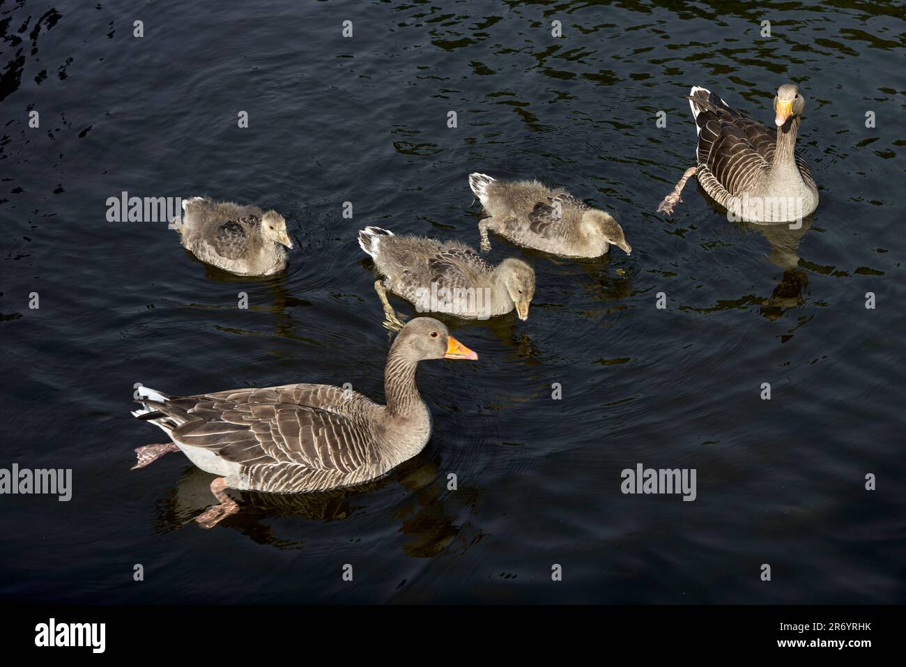 Famille des parents et des oisons des oies des Graylag. Banque D'Images