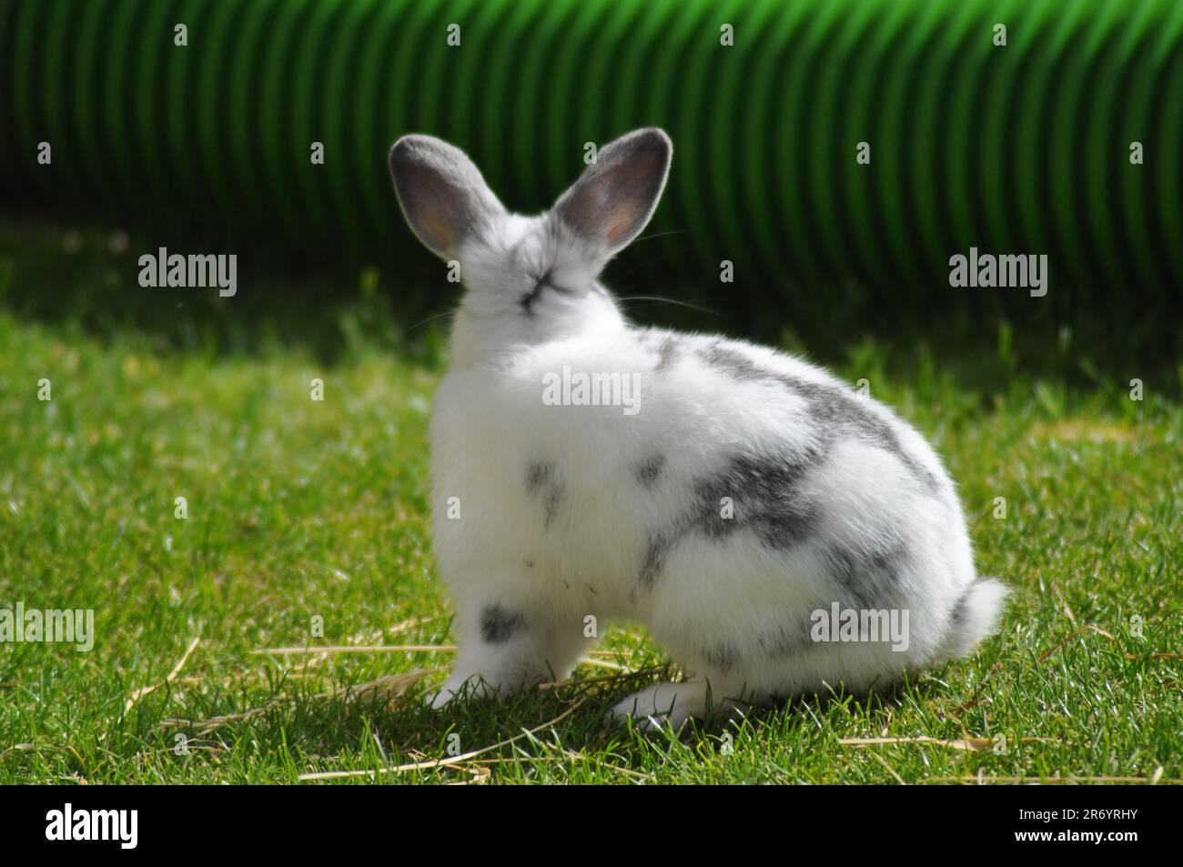 Photographie d'un lapin de compagnie prise par derrière Banque D'Images