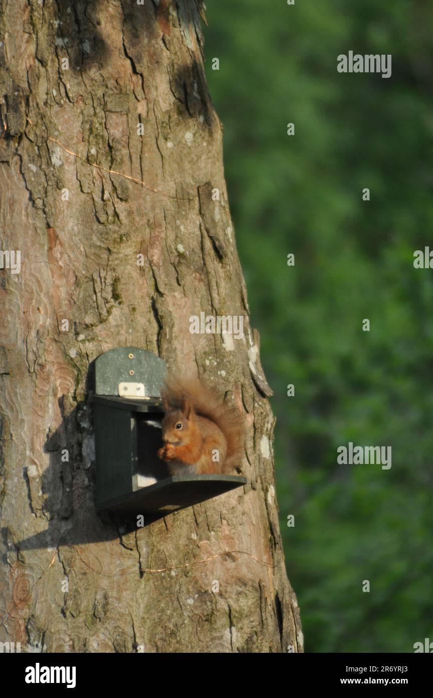 Un écureuil roux (Sciurus vulgaris) se nourrissant dans une mangeoire d'écureuils dans un jardin à Penrith, dans le Lake District, en Angleterre Banque D'Images
