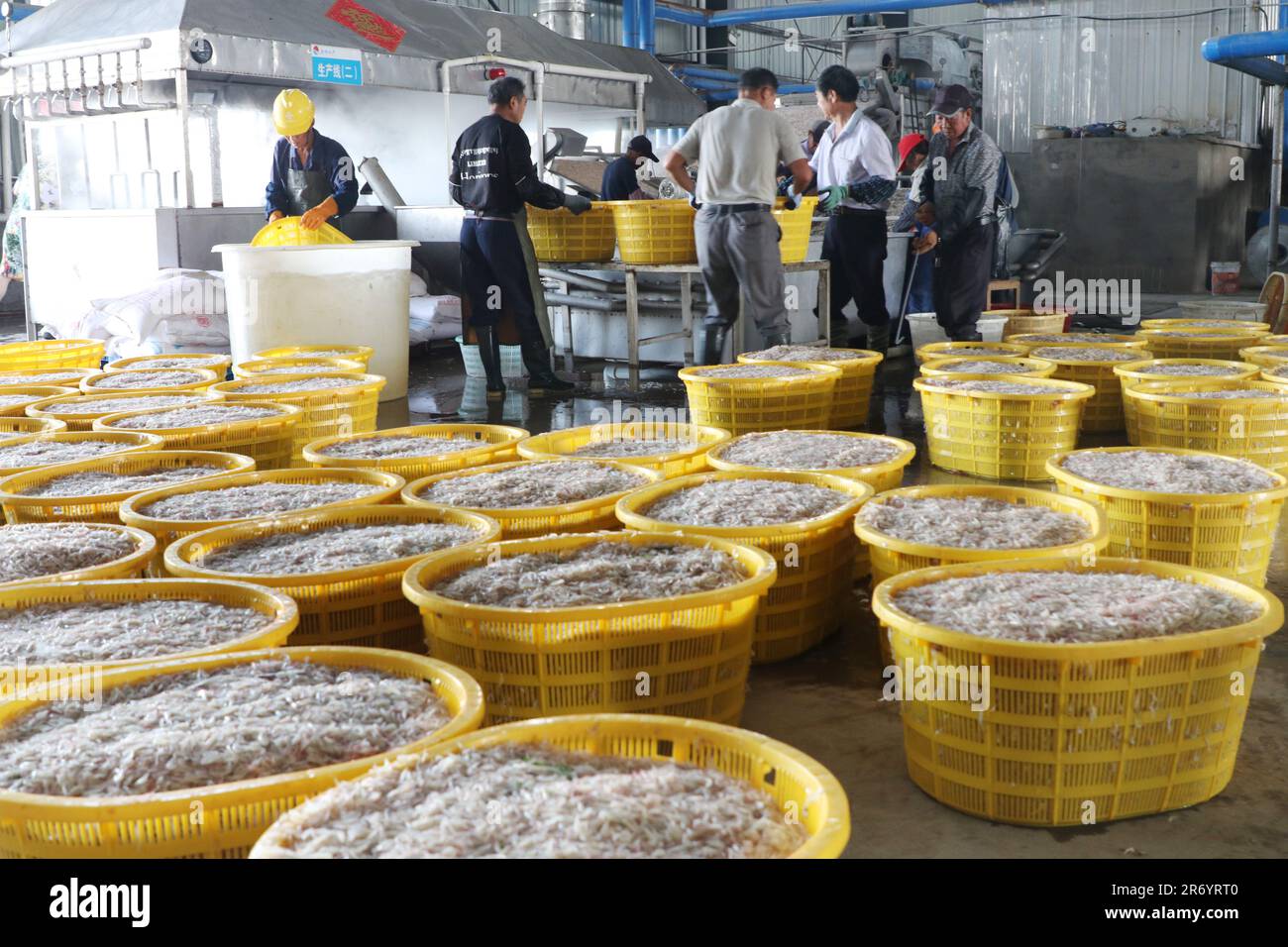 LIANYUNGANG, CHINE - le 12 JUIN 2023 - les pêcheurs traitent les crevettes à l'usine de transformation des produits aquatiques de Hailiang, au port de yanwei, dans le comté de Guanyun, à Lianyun Banque D'Images