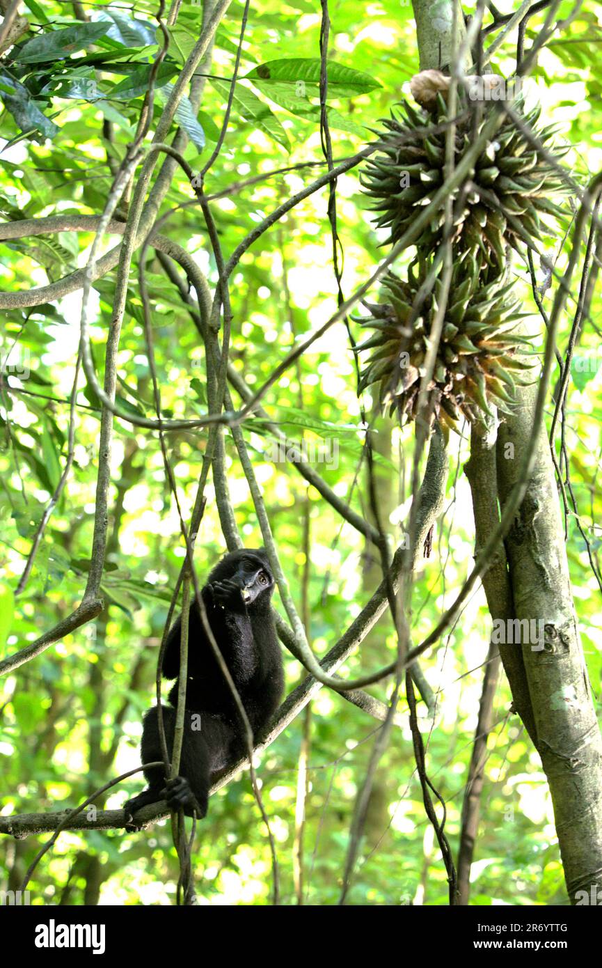 Un jeune macaque à cragoût noir (Macaca nigra) de Sulawesi se nourrit de fruits de liana dans la forêt de Tangkoko, au nord de Sulawesi, en Indonésie. Le primate endémique de Sulawesi passe 59 pour cent de son temps à se nourrir, et ils passent 60-70 pour cent du temps à se nourrir de fruits. La protection de la faune à travers le monde pourrait considérablement améliorer le captage et le stockage du carbone naturel en superchargeant les puits de carbone de l'écosystème, selon Oswald J. Schmitz, le professeur Oastler d'écologie de la population et de la communauté à l'école de l'environnement de Yale, publié sur Phys.Org sur 28 mars 2023. Banque D'Images