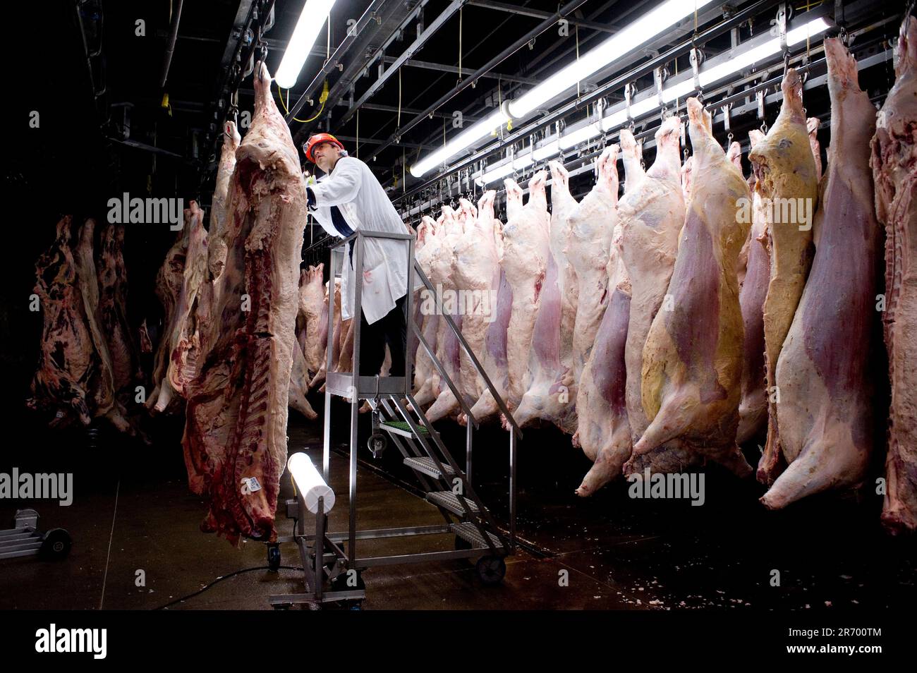Emballage de la viande : un inspecteur examine les côtés de bœuf frais pour détecter d'éventuels contaminants ou problèmes de santé avant que la viande ne soit refroidie pendant 42 heures Banque D'Images