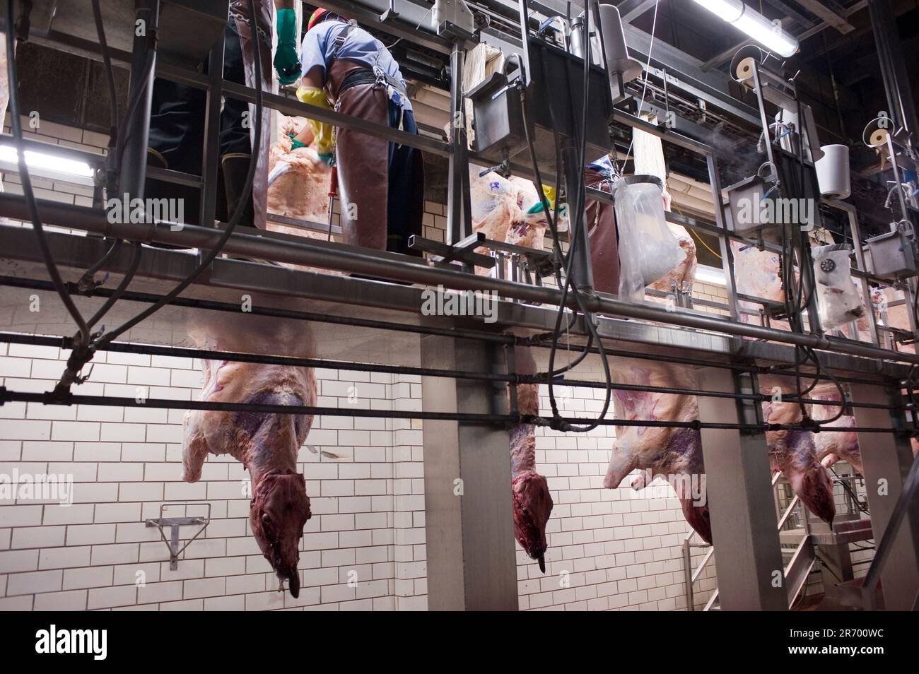 Emballage de la viande : les travailleurs retirent soigneusement la bonde du bétail fraîchement tué et enveloppent l'organe contaminant l'e-coli dans des sacs stériles avant d'envoyer les carcasses pour être nettoyées et bouchées Banque D'Images