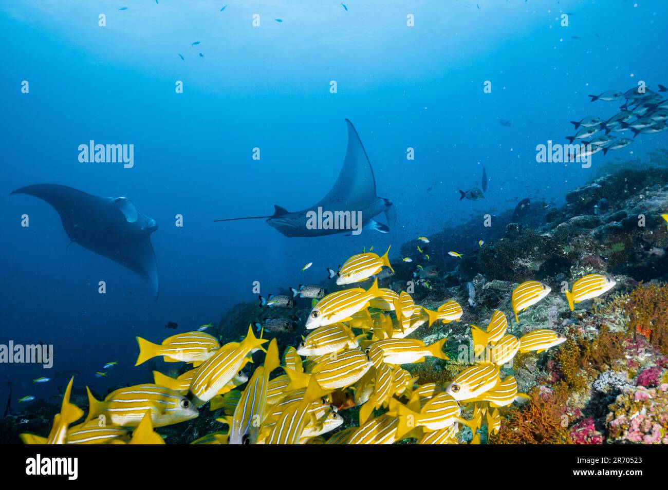 Mantas et les sneppers au sommet d'un récif dans les Maldives Banque D'Images