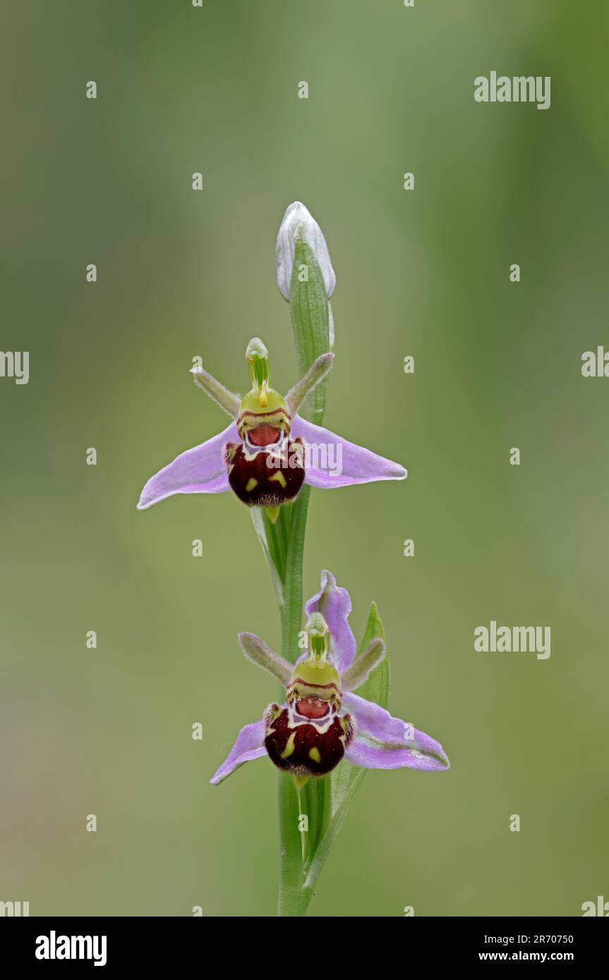 Abeille Orchidée dans la forêt de fleurs de Dean Gloucestershire Royaume-Uni Banque D'Images