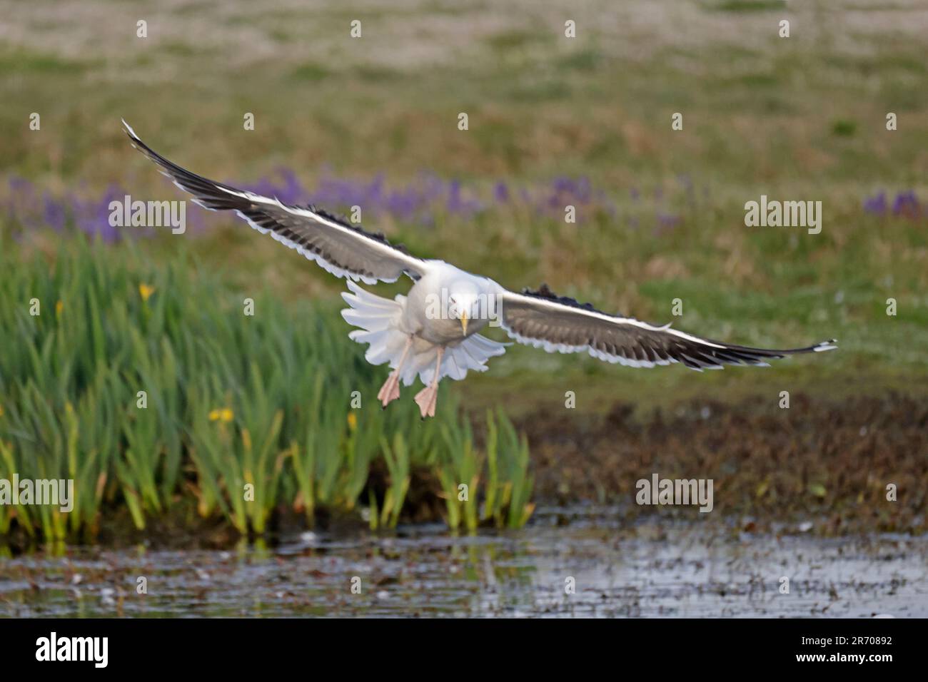Great Black Backed Gull entrant dans la terre sur North Pond sur Skokholm Island Pembrokeshire pays de Galles Royaume-Uni Banque D'Images