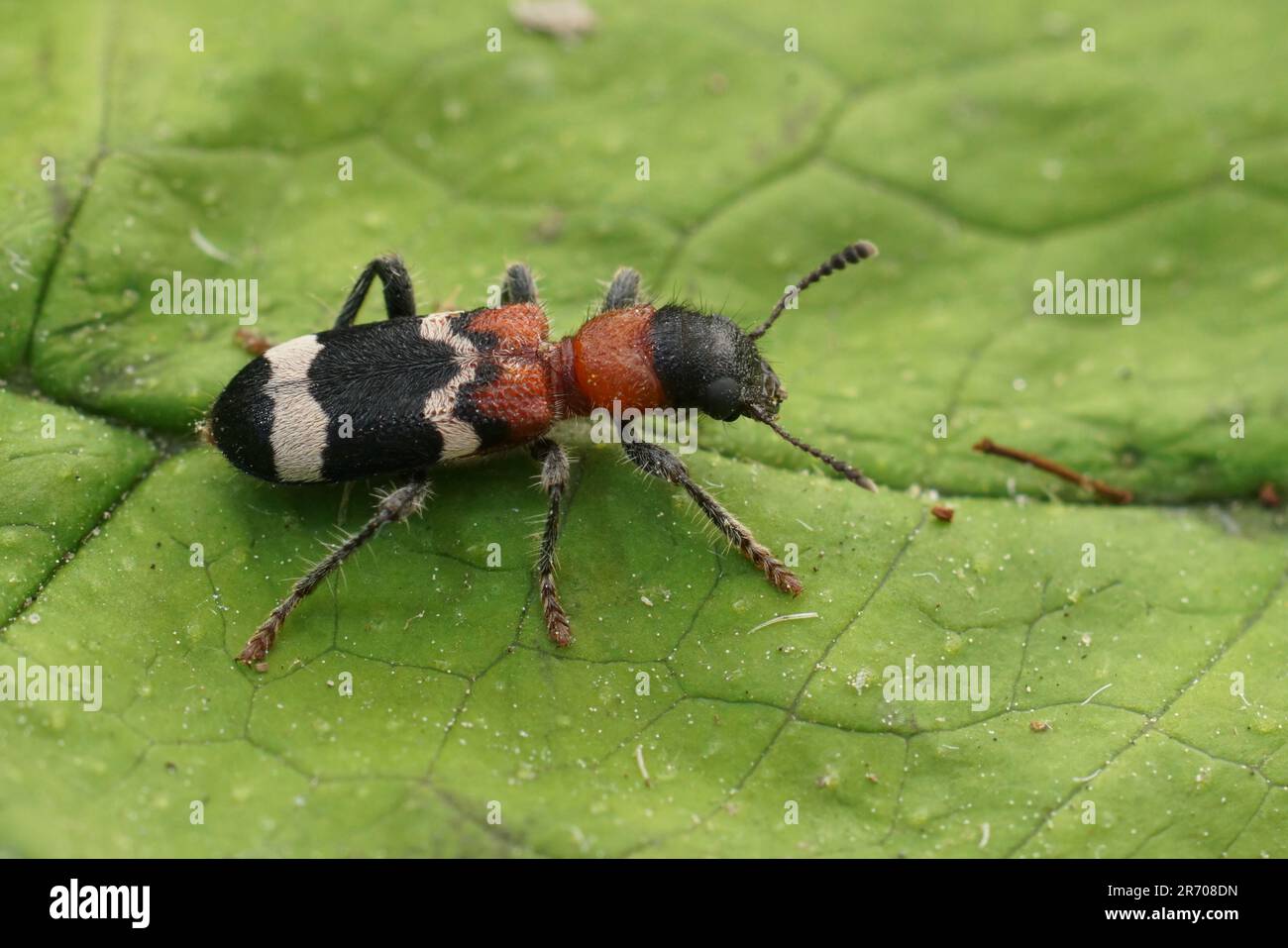 Gros plan sur le léoptère léthrénide coloré européen à ventre rouge, Thanasimus formicarius, sur une feuille verte Banque D'Images