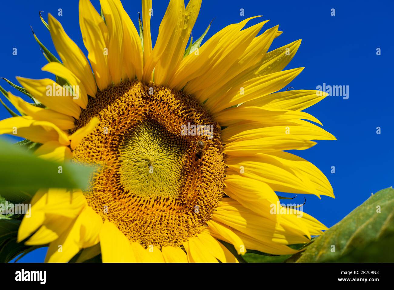Beaux tournesols jaunes fleuris en été, les tournesols sont cultivés