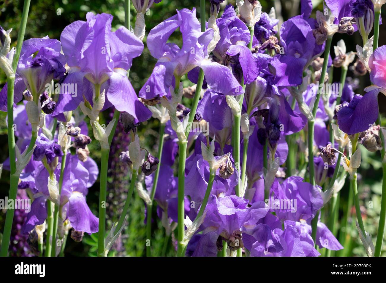 Fleurs de l'iris barbu violet iris fleurs fleuries dans un jardin en juin 2023 Hay on Wye Wales UK KATHY DEWITT Banque D'Images