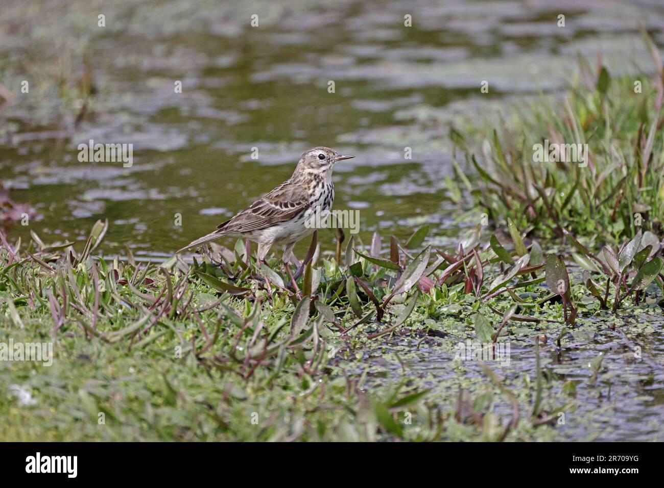 Pré Pipit par l'eau sur Skokholm Island Pembrokeshire pays de Galles Banque D'Images