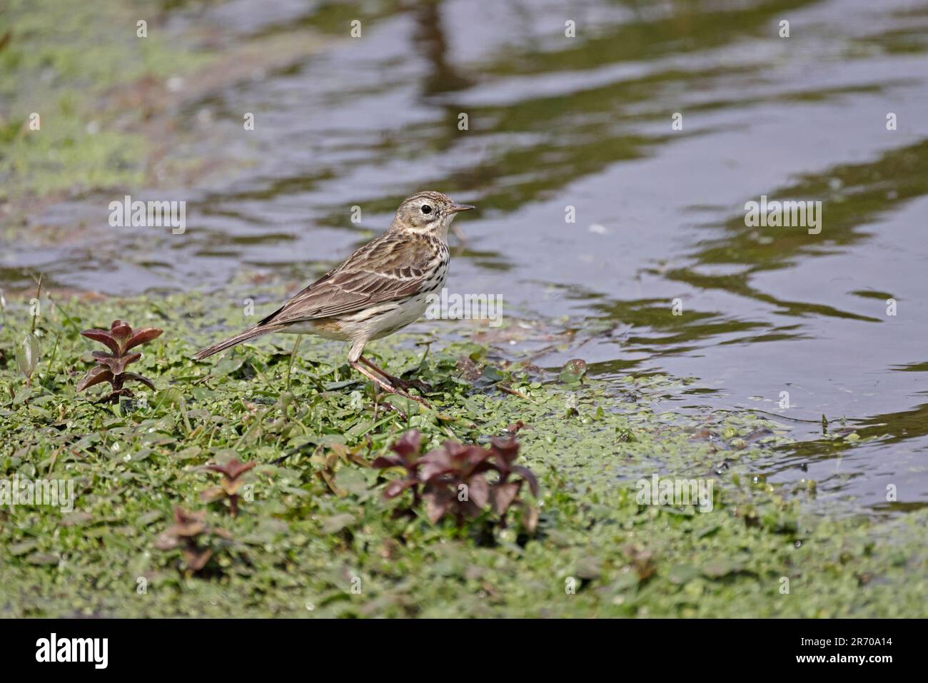 Pré Pipit par l'eau sur Skokholm Island Pembrokeshire pays de Galles Banque D'Images