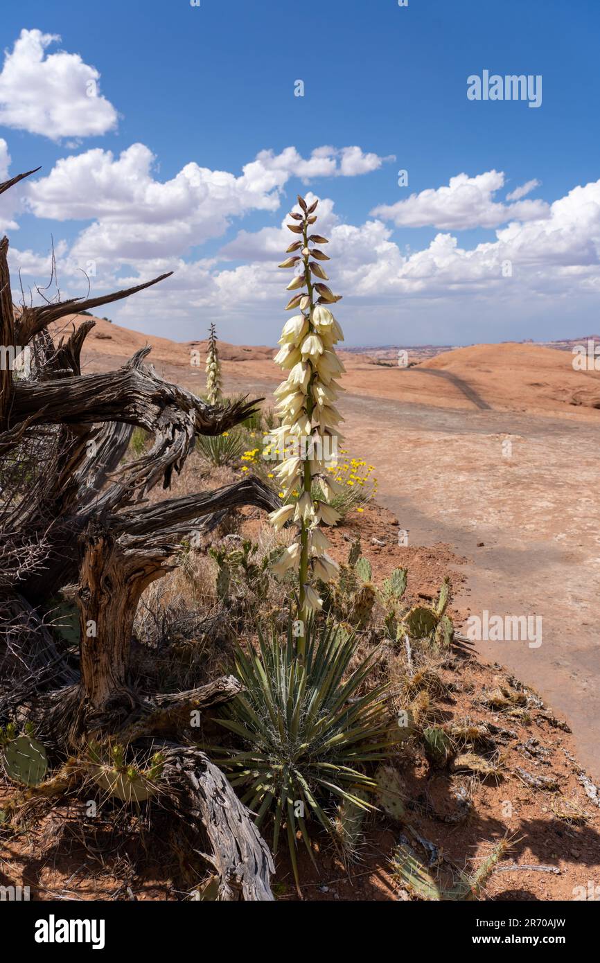 Yucca de Harriman, Yucca harrimaniae, en fleur au printemps près de Moab, Utah. Banque D'Images