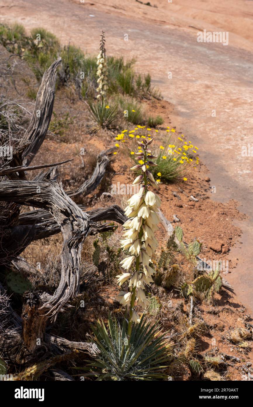 Yucca de Harriman, Yucca harrimaniae, en fleur au printemps près de Moab, Utah. Banque D'Images