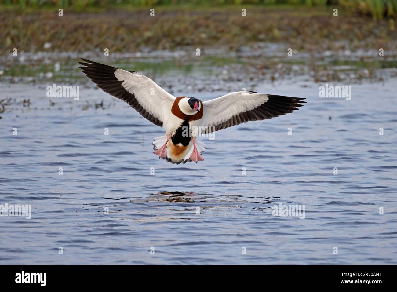 Shelduck arrivant sur terre à North Pond sur Skokholm Island Pembrokeshire pays de Galles Banque D'Images