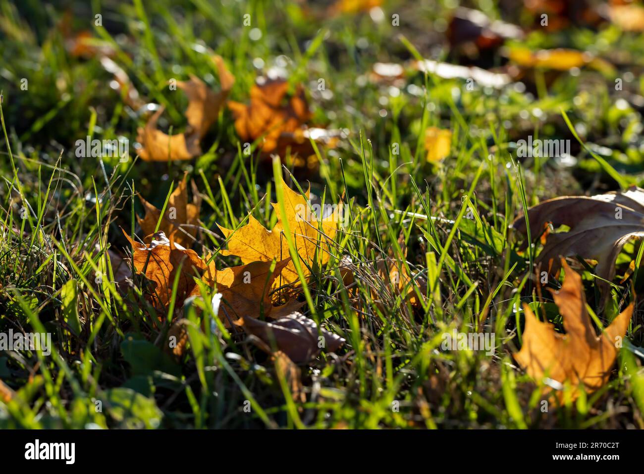 Érable pendant la saison d'automne, changements dans l'érable pendant la chute des feuilles d'automne Banque D'Images