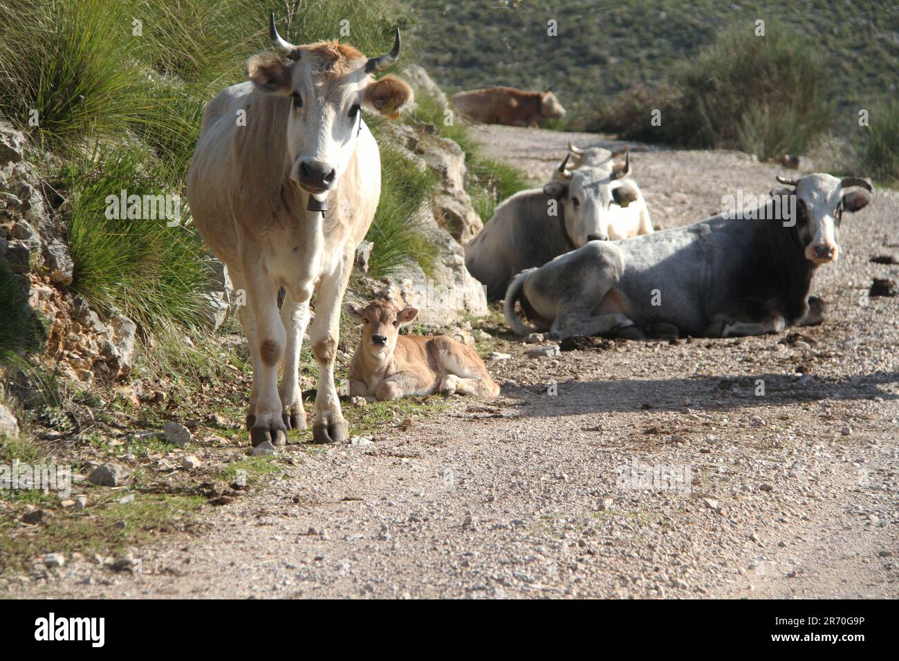 Vaches domestiques sur un sentier de randonnée en montagne dans les montagnes d'Aurunci, Italie Banque D'Images