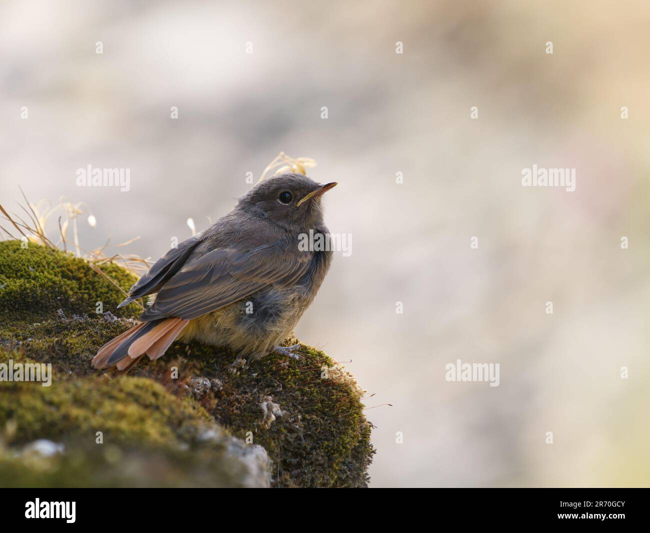 Black Redstart naissante (Phoenicurus ochruros) d'une couvée réussie sur Clee Hill, Shropshire, Royaume-Uni, 2023 Banque D'Images