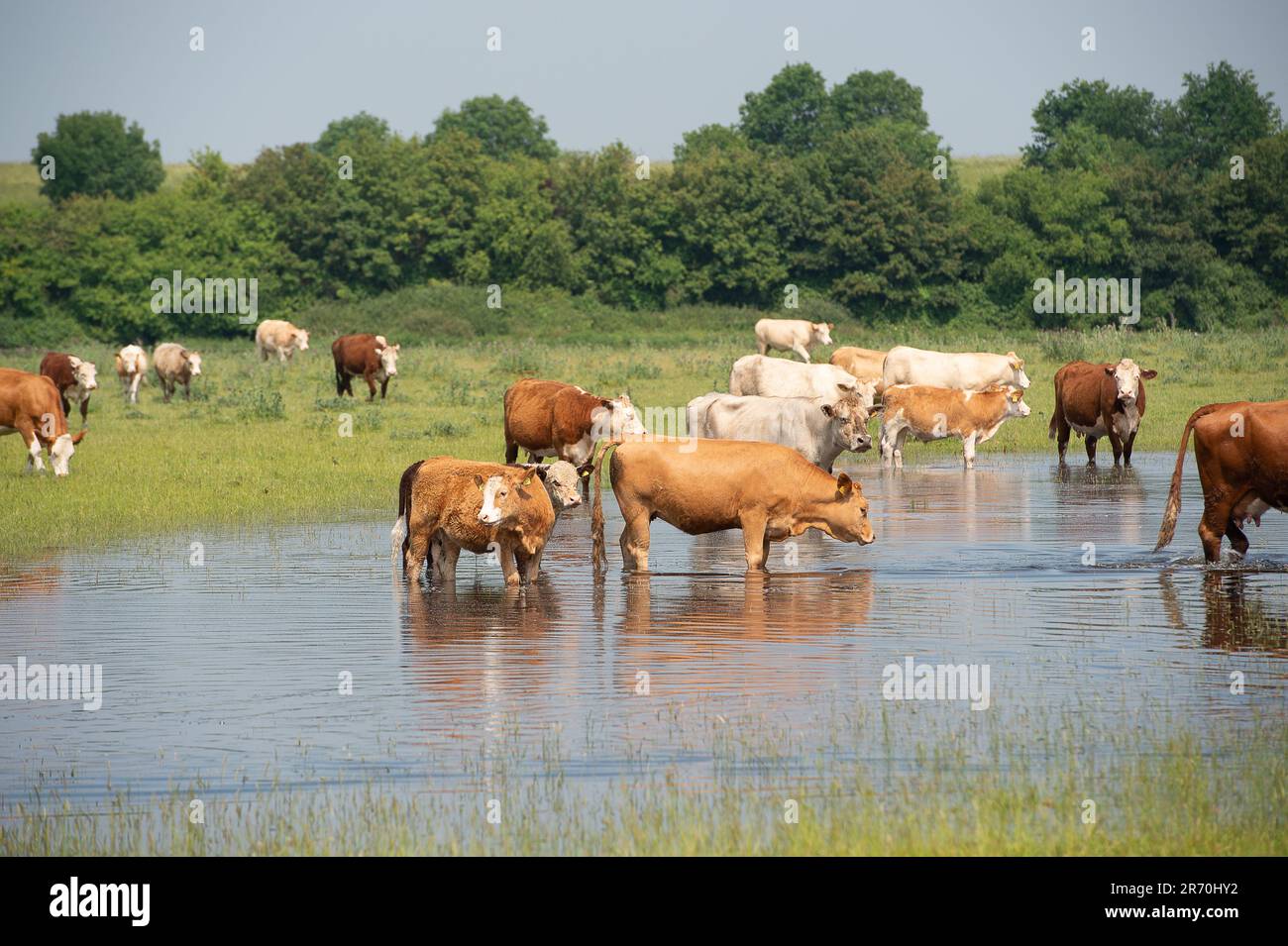 Dorney, Buckinghamshire, Royaume-Uni. 12th juin 2023. Les bovins se refroidissent dans des eaux stagnantes. Les inondations s'aggravent beaucoup sur Dorney Common dans Buckinghamshire et ont causé des problèmes avec certains des bovins et leurs sabots. Les habitants du village voisin d'Eton Wick sont inquiets et disent qu'ils n'ont pas vu les inondations être si mauvaises pendant leur vie. De nombreuses sections locales croient que la raison présumée de l'inondation est due à la décharge de Thames Water dans Roundmoor Ditch qui court à côté et à travers Dorney Common. Crédit : Maureen McLean/Alay Live News Banque D'Images