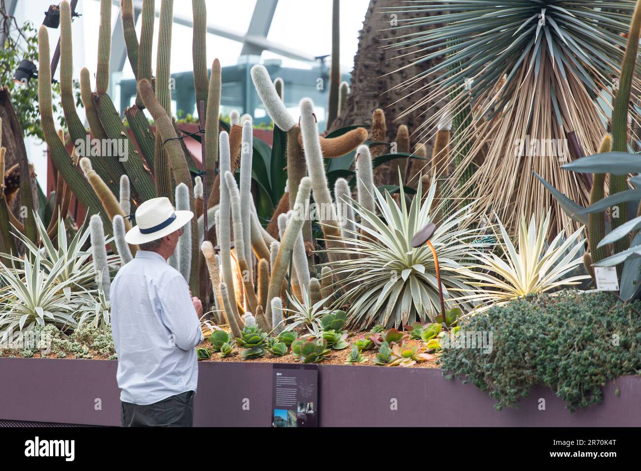 Un visiteur portant un chapeau de paille propre regarde l'exposition de plantes de cactus à l'intérieur Flower Dome, Gardens by the Bay. Banque D'Images
