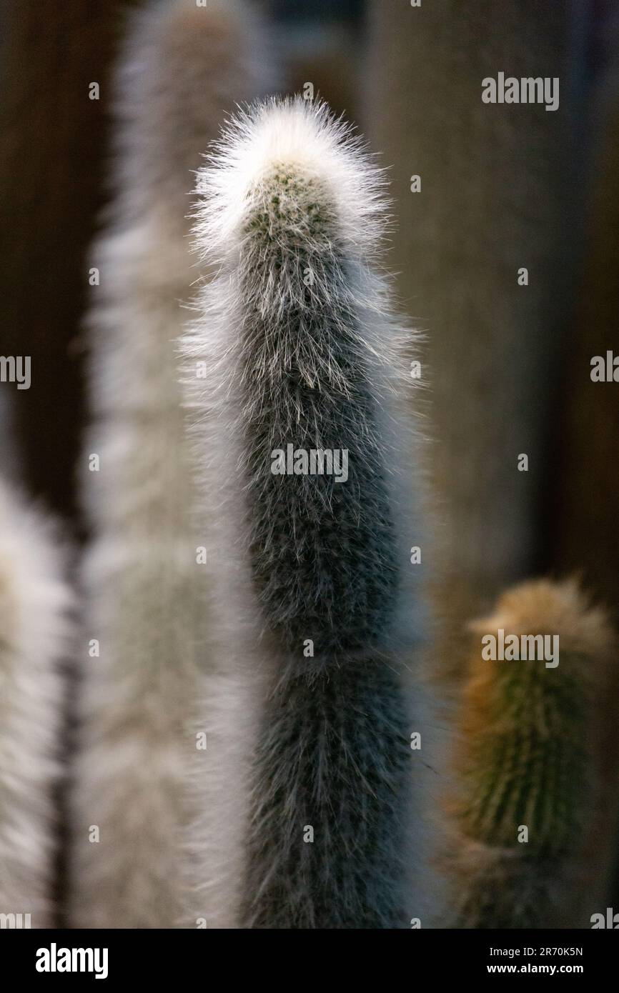 Vue verticale, gros plan macro de la plante de Cactaceae au Flower Dome, Gardens by the Bay, Singapour. Banque D'Images