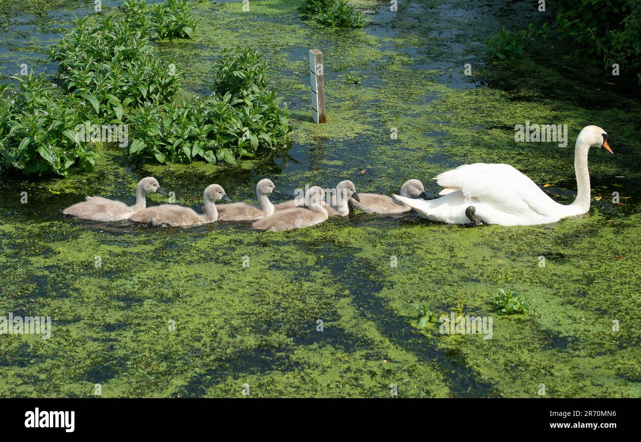 Dorney, Buckinghamshire, Royaume-Uni. 12th juin 2023. Un cygne fier muet et ses six cygnets nagent à travers les mauvaises herbes sur Roundmoor Ditch à Dorney. Crédit : Maureen McLean/Alay Live News Banque D'Images