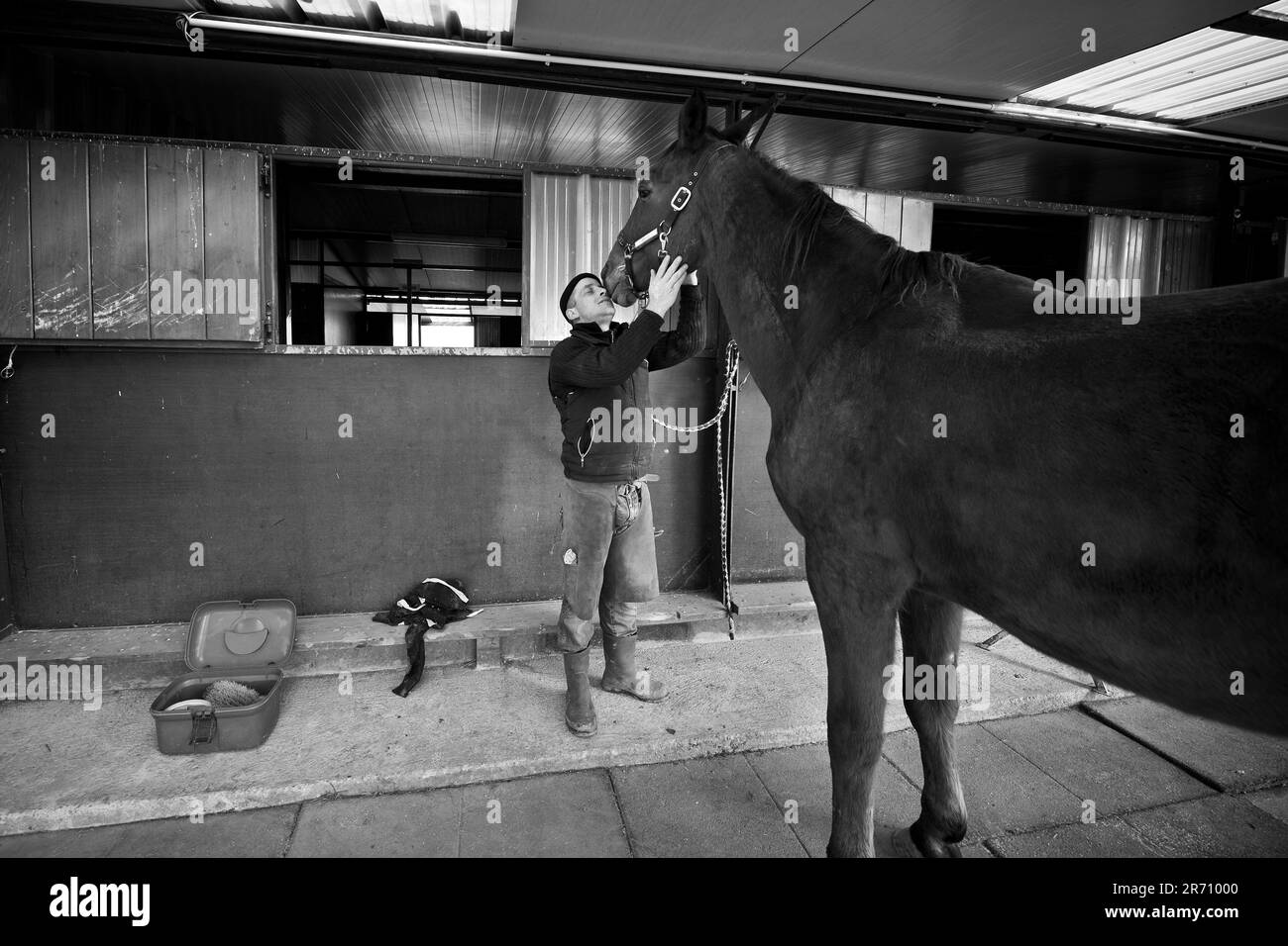 Cercere di bollate. chevaux de course Banque D'Images