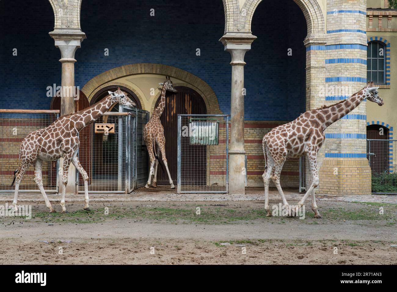 Allemagne. Berlin. Zoo Banque D'Images