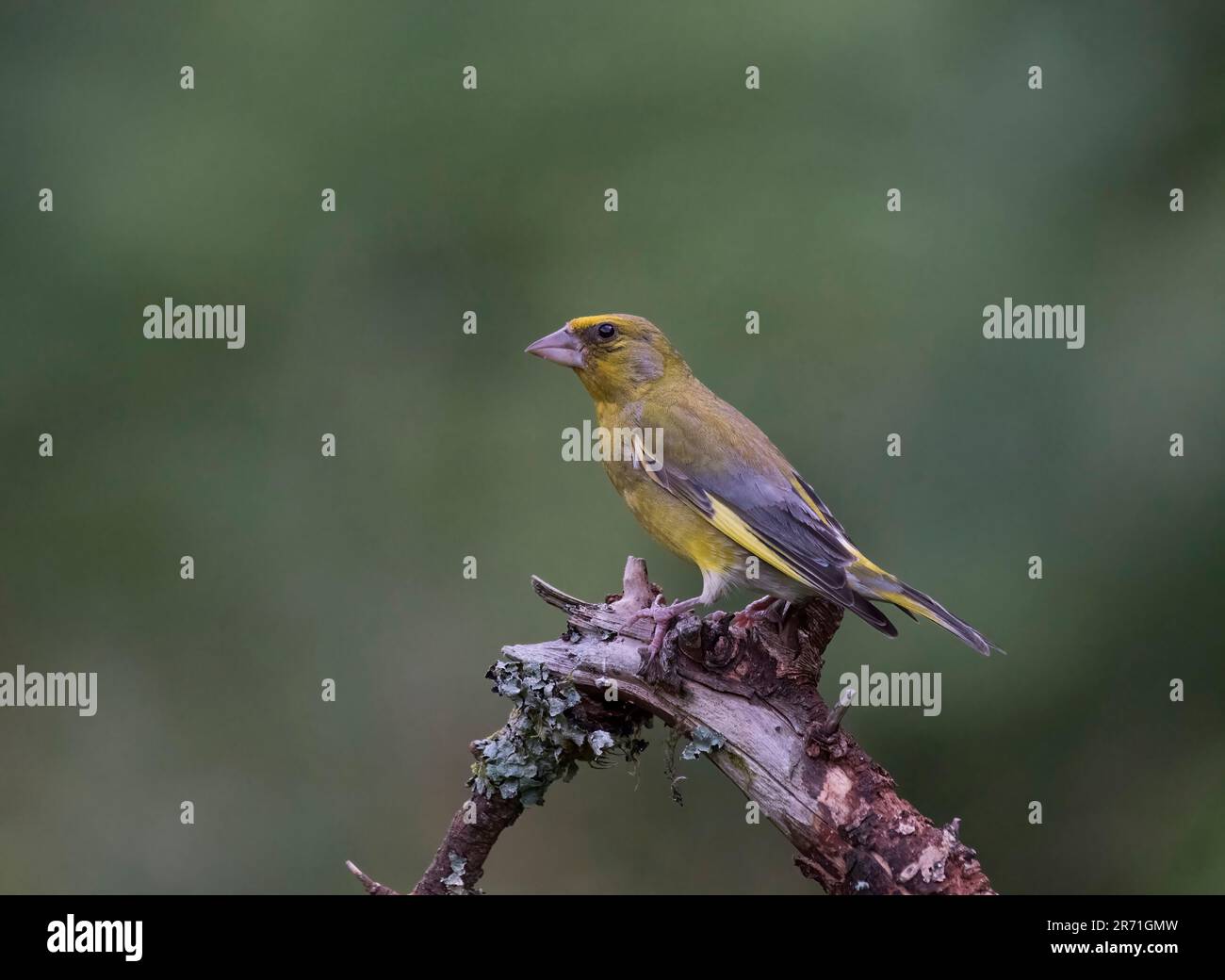 Greenfinch, Chloris chloris, perché sur une branche, Écosse Banque D'Images
