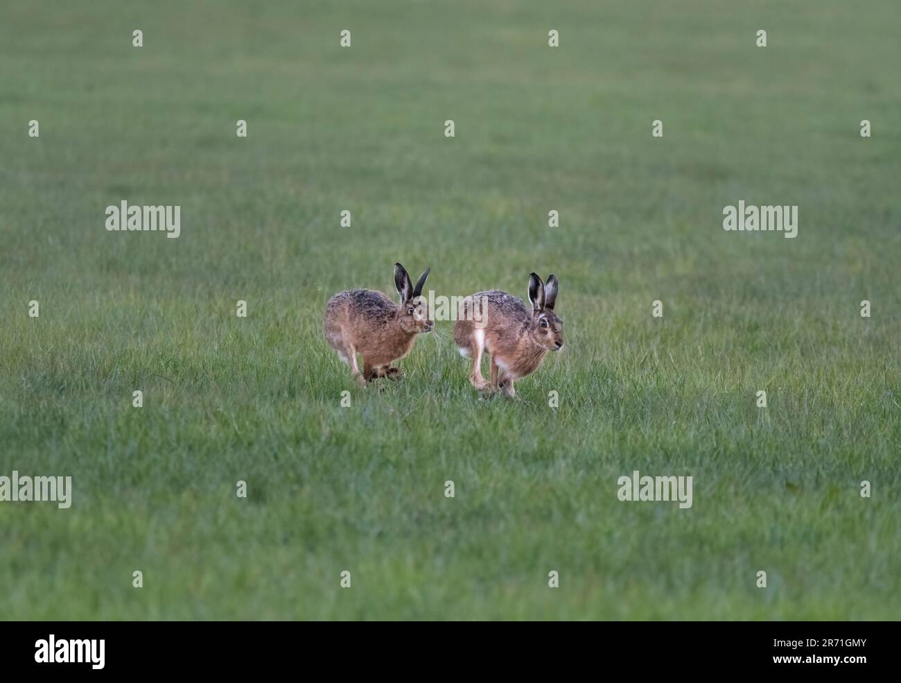 Lièvre européen, lièvre brun, Lepus europaeus, deux lièvres brunes se poursuivant dans un pré, Lancashire, Royaume-Uni Banque D'Images