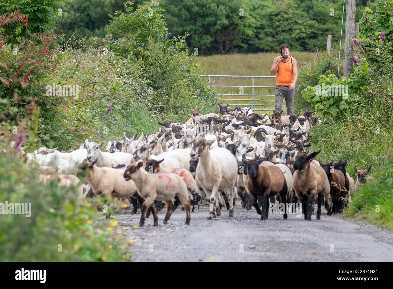 Ballydehob, West Cork, Irlande. 12th juin 2023. John Ward, éleveur de moutons basé à Ballydehob, apporte ses moutons et agneaux pour appliquer la prévention de la mouche lors d'une journée chaude et humide à West Cork. La mouche préventive arrête les mouches pontant des œufs sur les moutons, ce qui peut entraîner la formation de maggots. Crédit : AG News/Alay Live News Banque D'Images