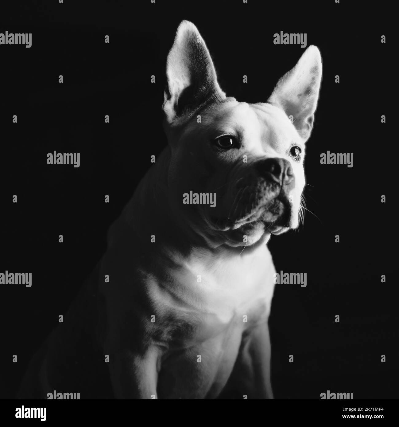 French bulldog English Staffordshire terrier mix pose pour un portrait Banque D'Images