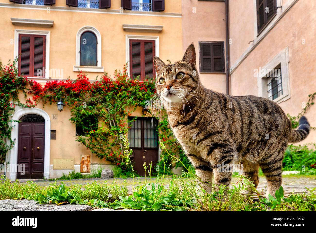 Chat errant (Felix catus) dans le centre historique, Rome, Italie Banque D'Images