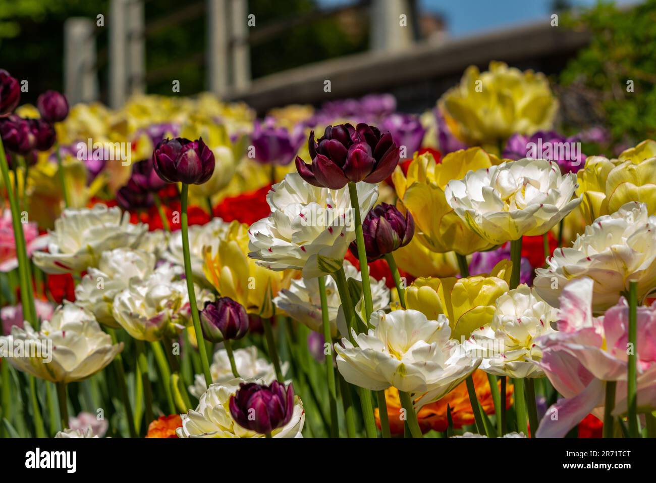 Dans un jardin ensoleillé, les tulipes bordeaux sont aux couleurs plus claires et plus vives Banque D'Images