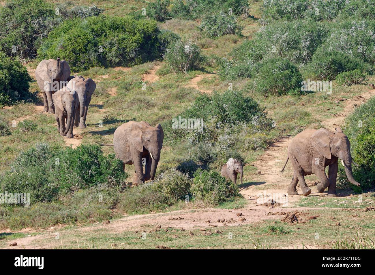 Éléphants de brousse africains (Loxodonta africana), troupeau avec bébé éléphant, marche sur une piste de terre, parc national d'éléphants Addo, Cap oriental, Afrique du Sud Banque D'Images